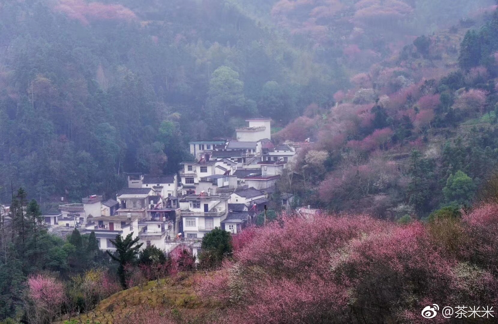 今年第一波花海 就在这个只卖花的渔村