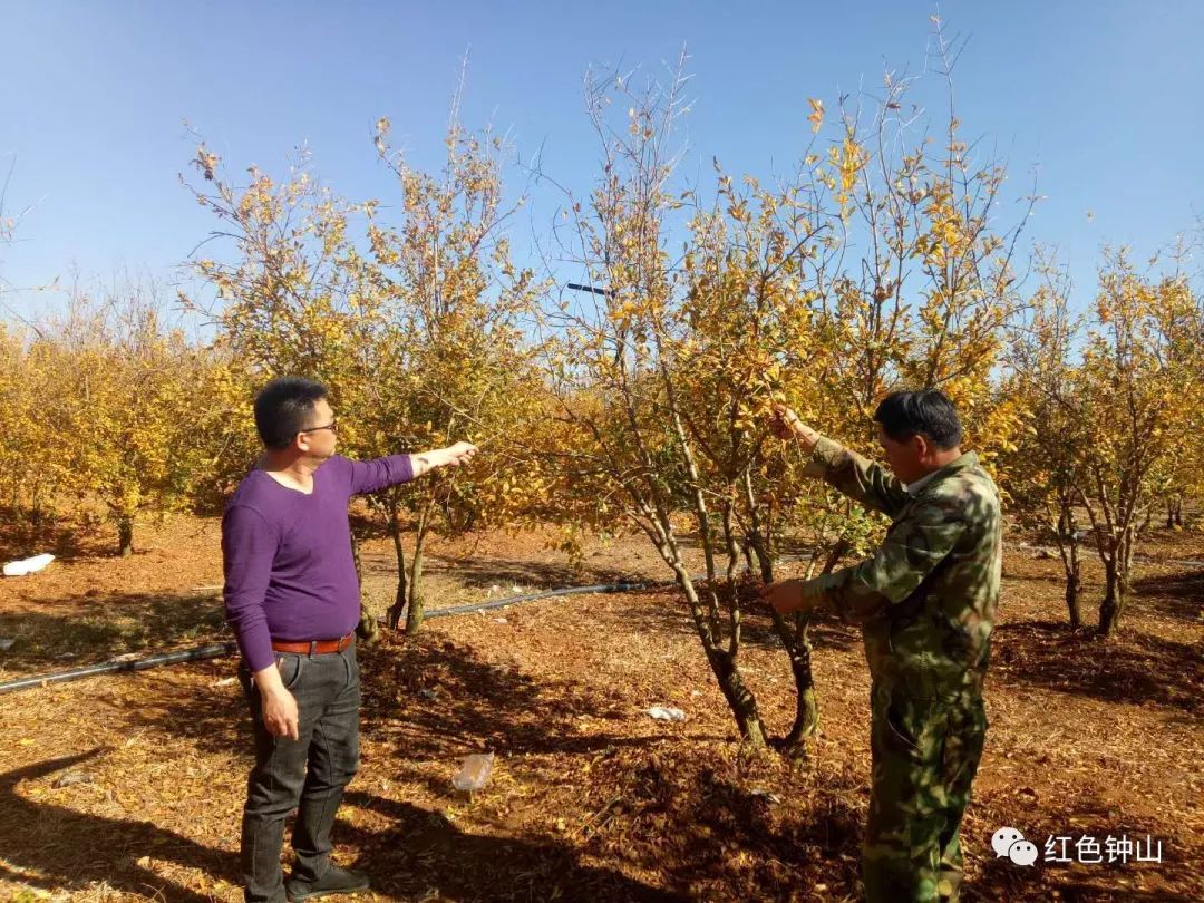 【罗平县提高三个组织化】罗平钟山乡种植软籽石榴助推产业扶贫_普理