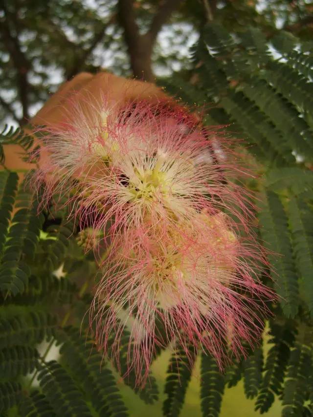 植物世界裡不止有花香還有毒草毒樹圖鑑