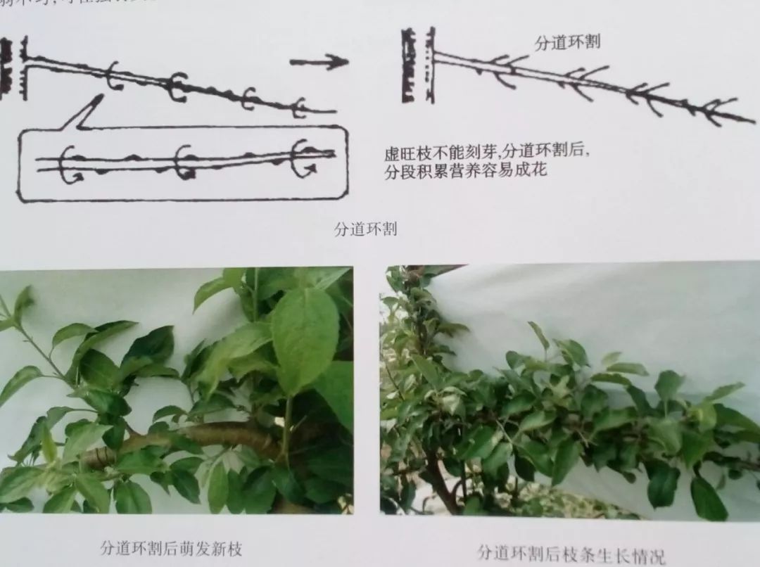 果树刻芽图解图片