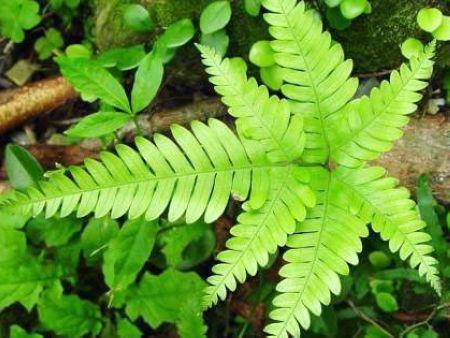 鳳尾蕨是一種蕨類植物,其實它不只生長在井邊,在一些比較潮溼的地方都