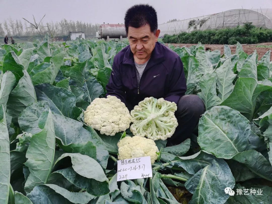 【瓜菜種植疑難問題 豫藝雙豐共贏: 早熟花皮圓形西瓜品種,全生育期87