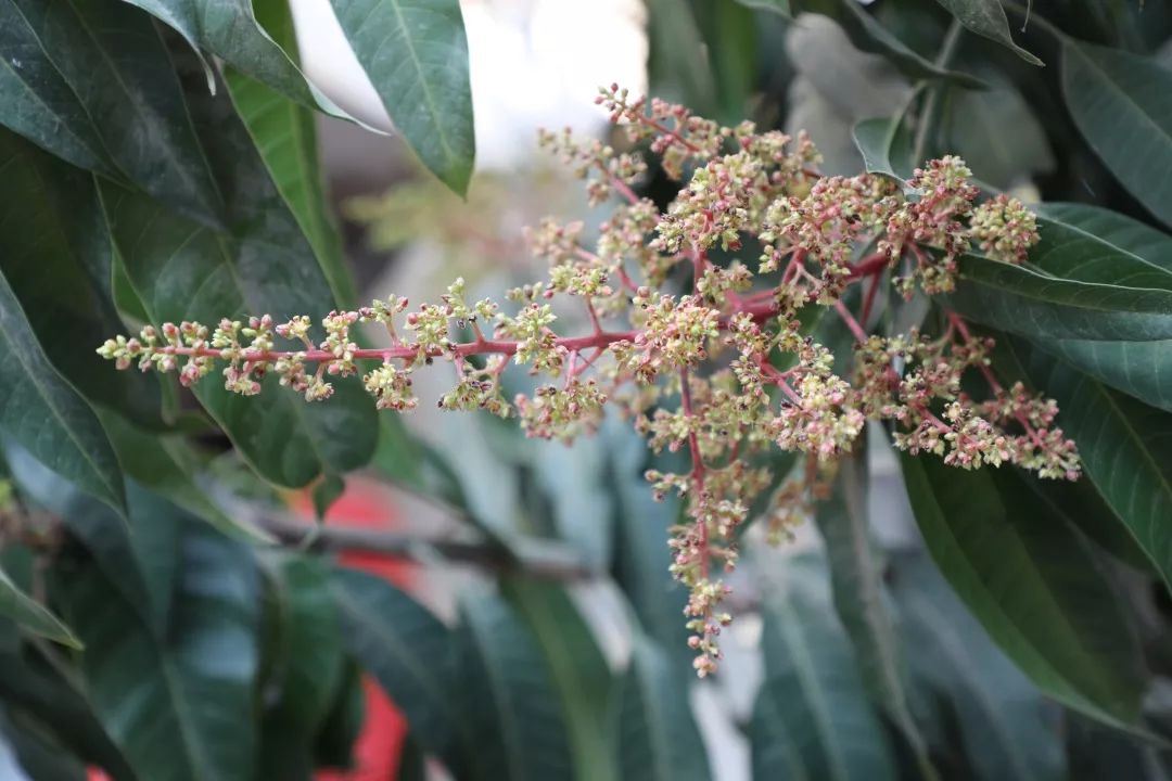 芒果花都開了,吃芒果還遠嗎?