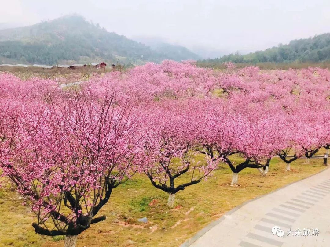 江西大余梅花大观园图片