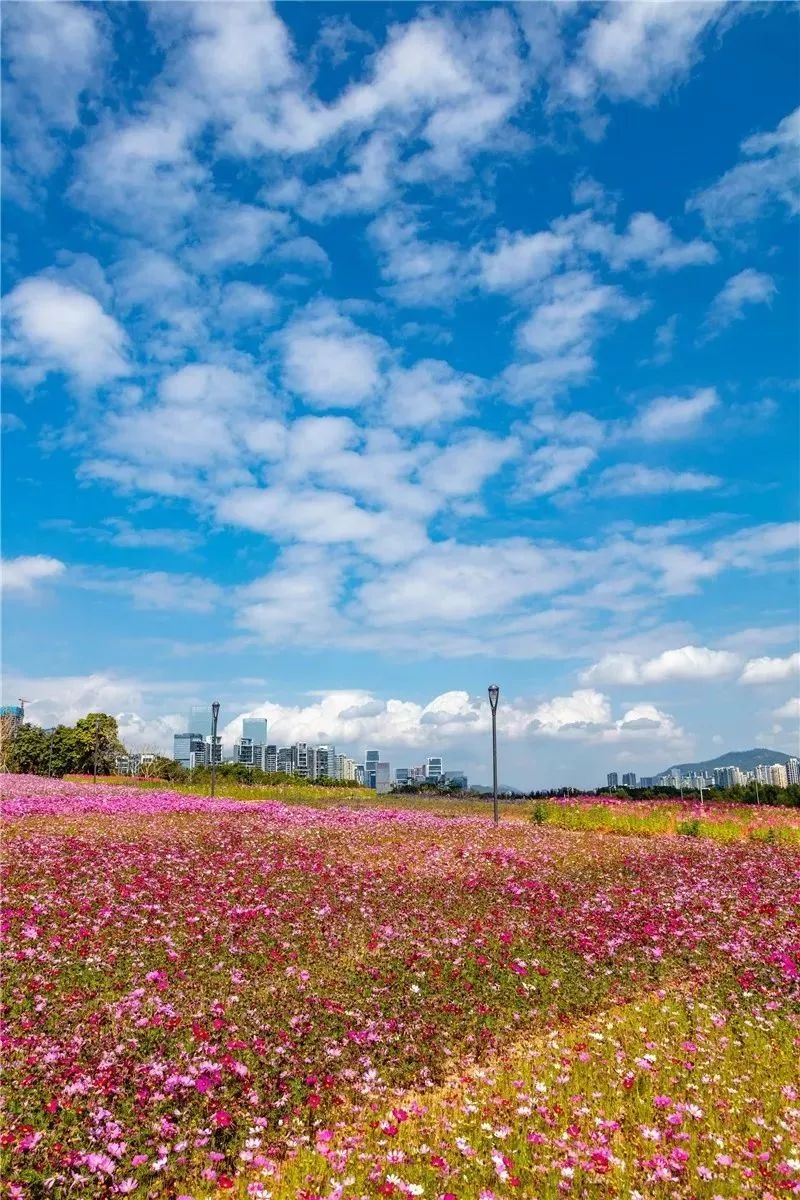 深圳湾花海图片