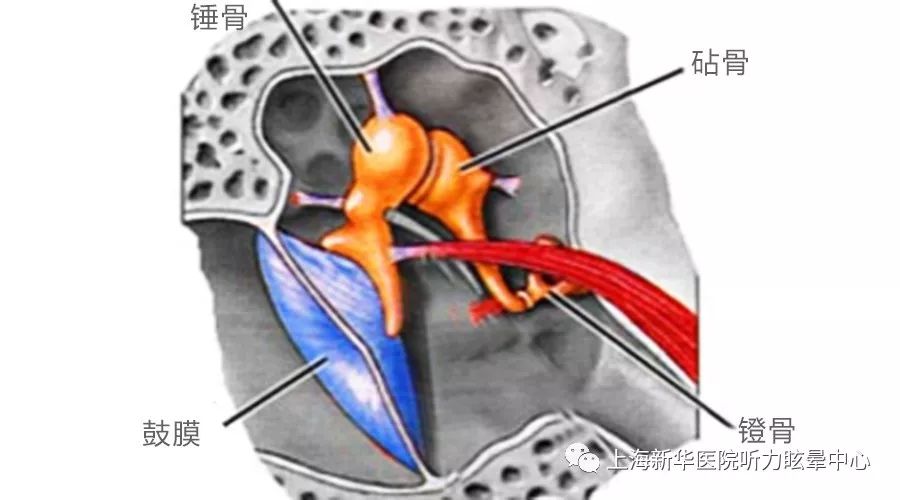 人工听骨链图片图片