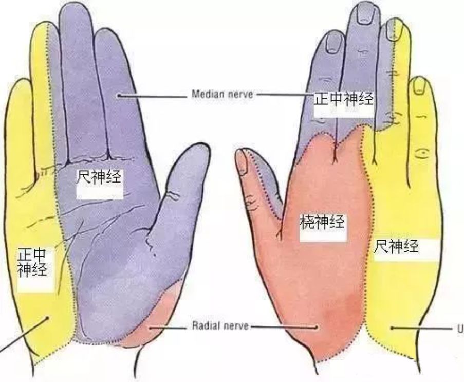 手掌神经解剖图图片