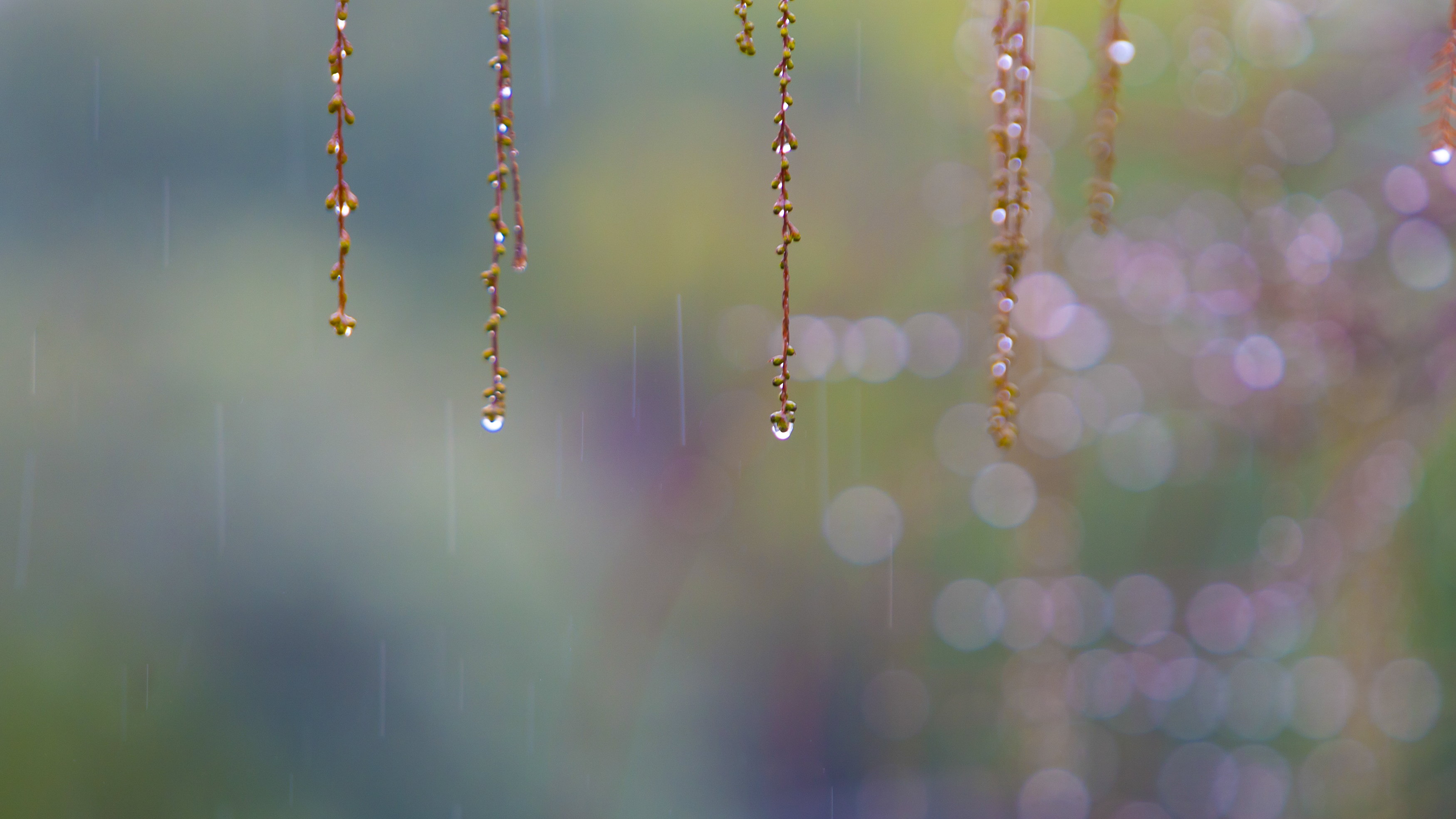 對於我來說,卻很喜歡那種淅淅瀝瀝的雨聲,雖然沒有那種雨打芭蕉的詩意