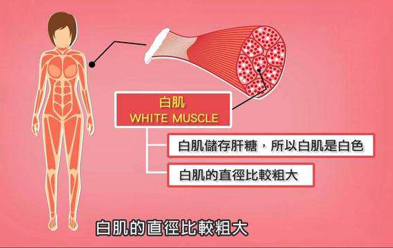 你知道自己是什么肌肉类型吗