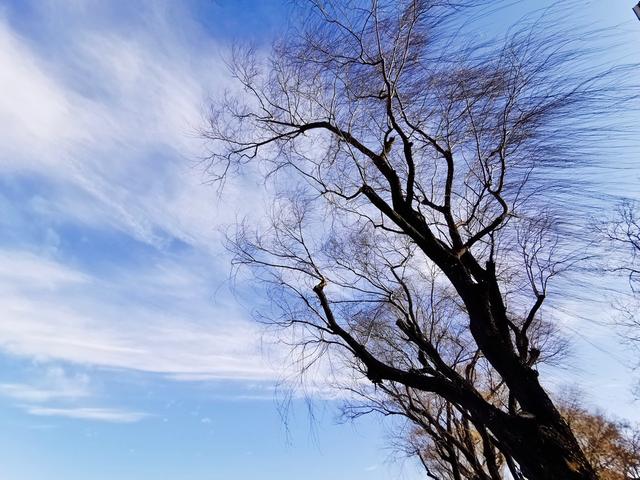 原創北風吹柳樹飄雲兒撩,重溫兒時單純的快樂