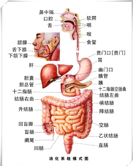 口唇到直肠的整个消化道的大体解剖,包括了唇,齿,口,舌,会厌,咽门,胃