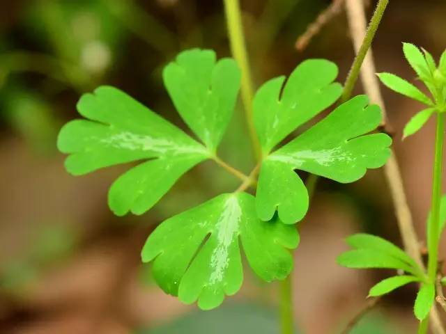 植物世界裡不止有花香還有毒草毒樹圖鑑