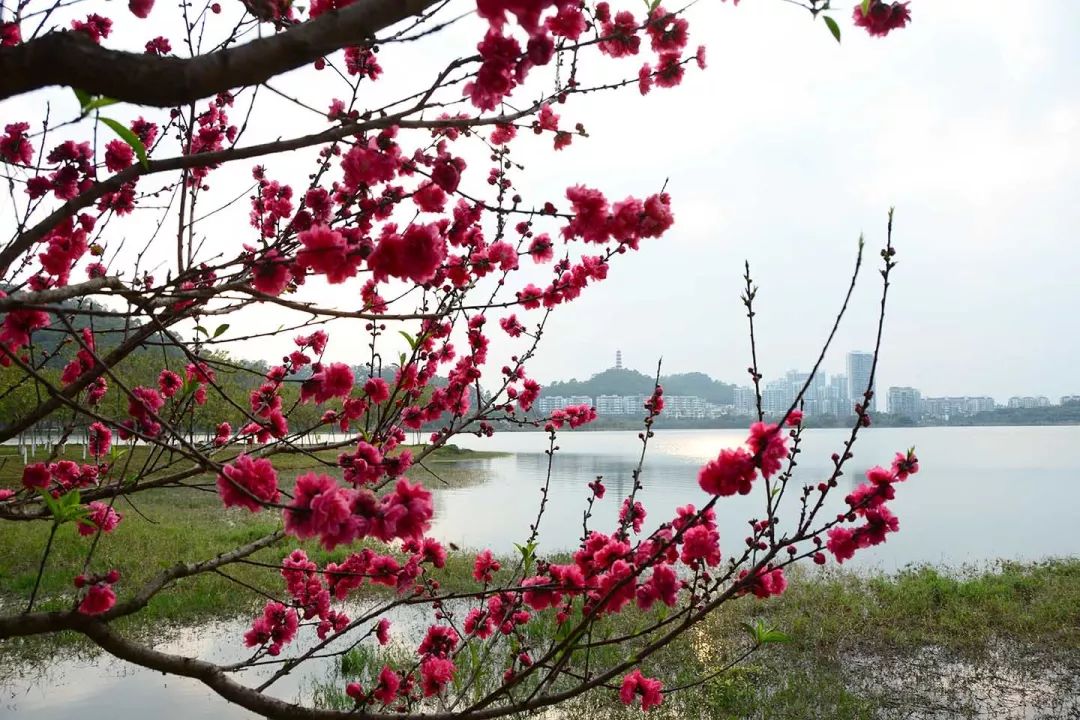 桃花的好去处春天的水濂湖岸森林茂盛