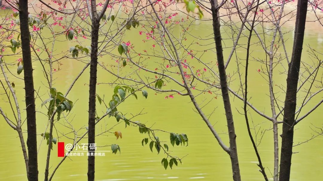 《紫雲巖的櫻花》,小石碼作品來年,拾起夢裡的《紫雲巖的櫻花》,小