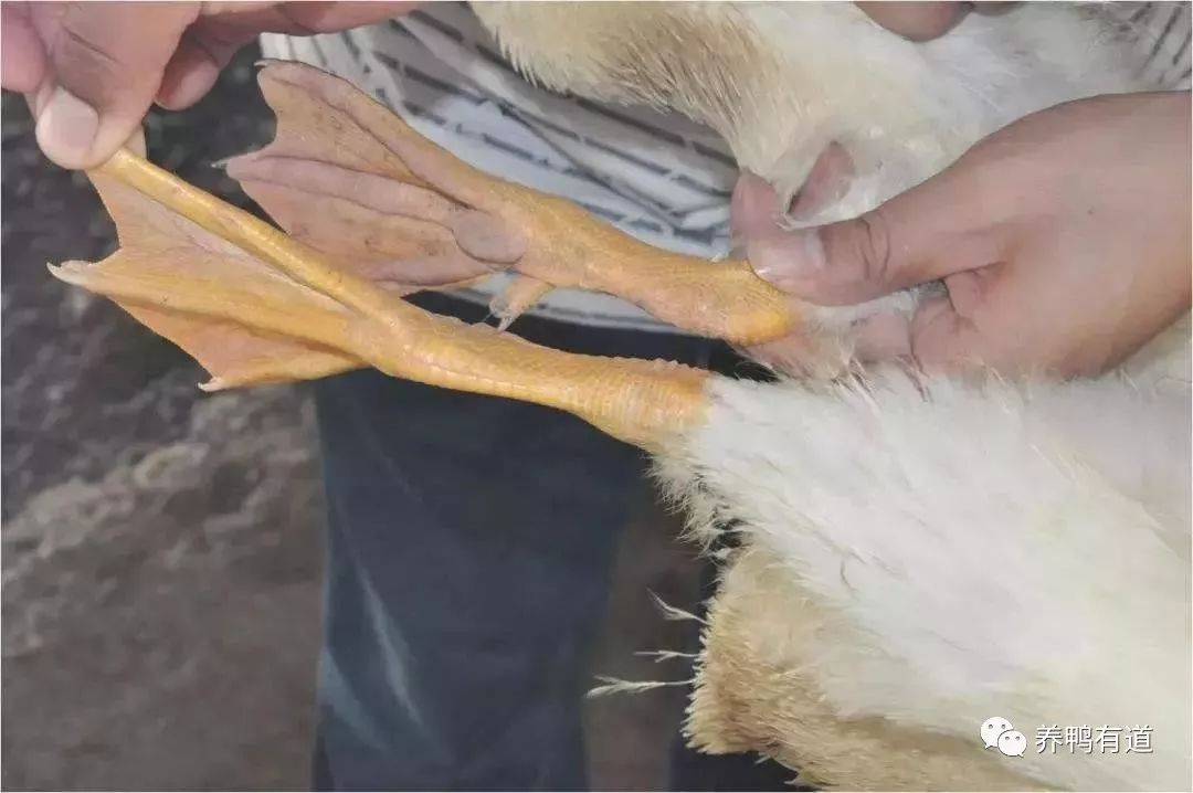 鸭子肌肉注射部位图片