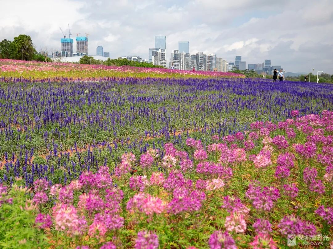 深圳坪山坑梓花海图片