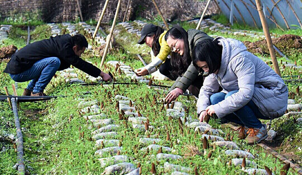 成都金堂羊肚菌基地图片