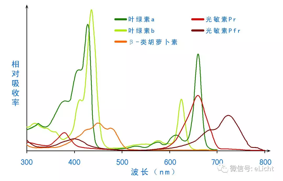 叶绿体色素的吸收光谱图片