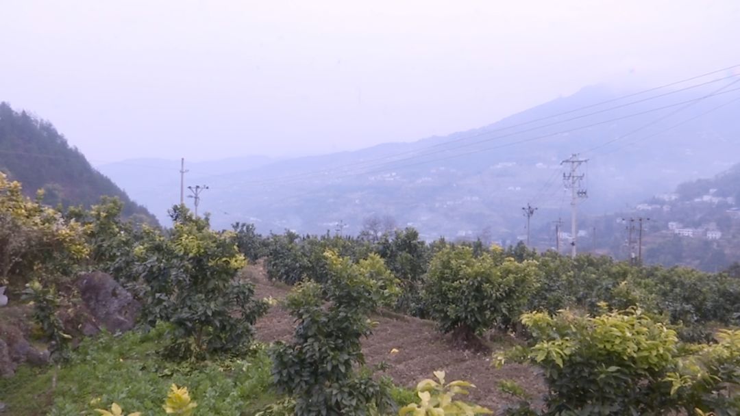 驗收組實地對鳳凰鎮木龍村,蒲蓮鎮桐元村,寧廠鎮產業基地綜合治理項目