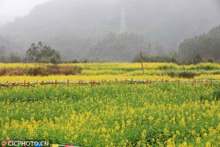 春节柳州周边油菜花图片