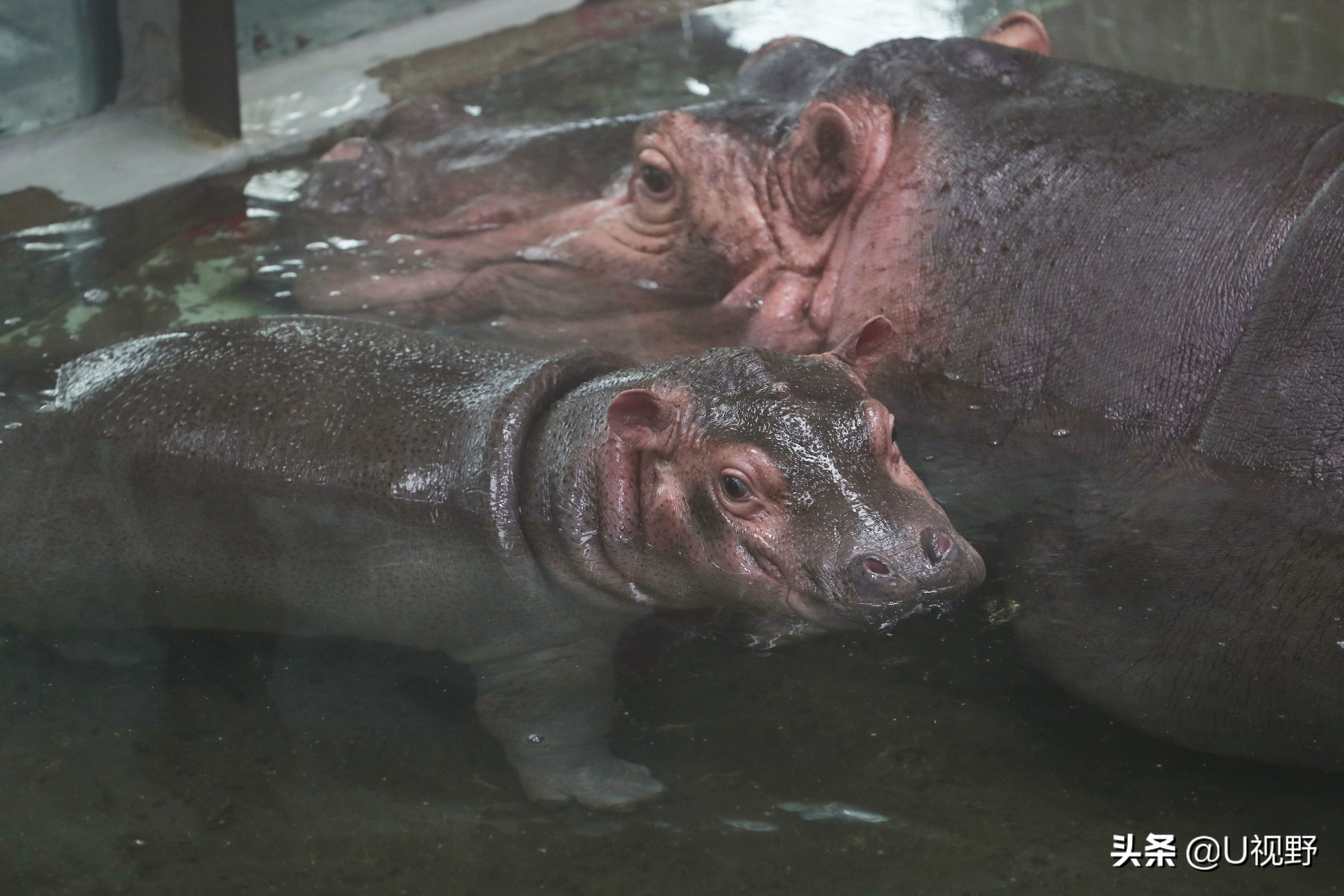 上海動物園河馬媽媽生下第三胎,向市民徵集小河馬名字