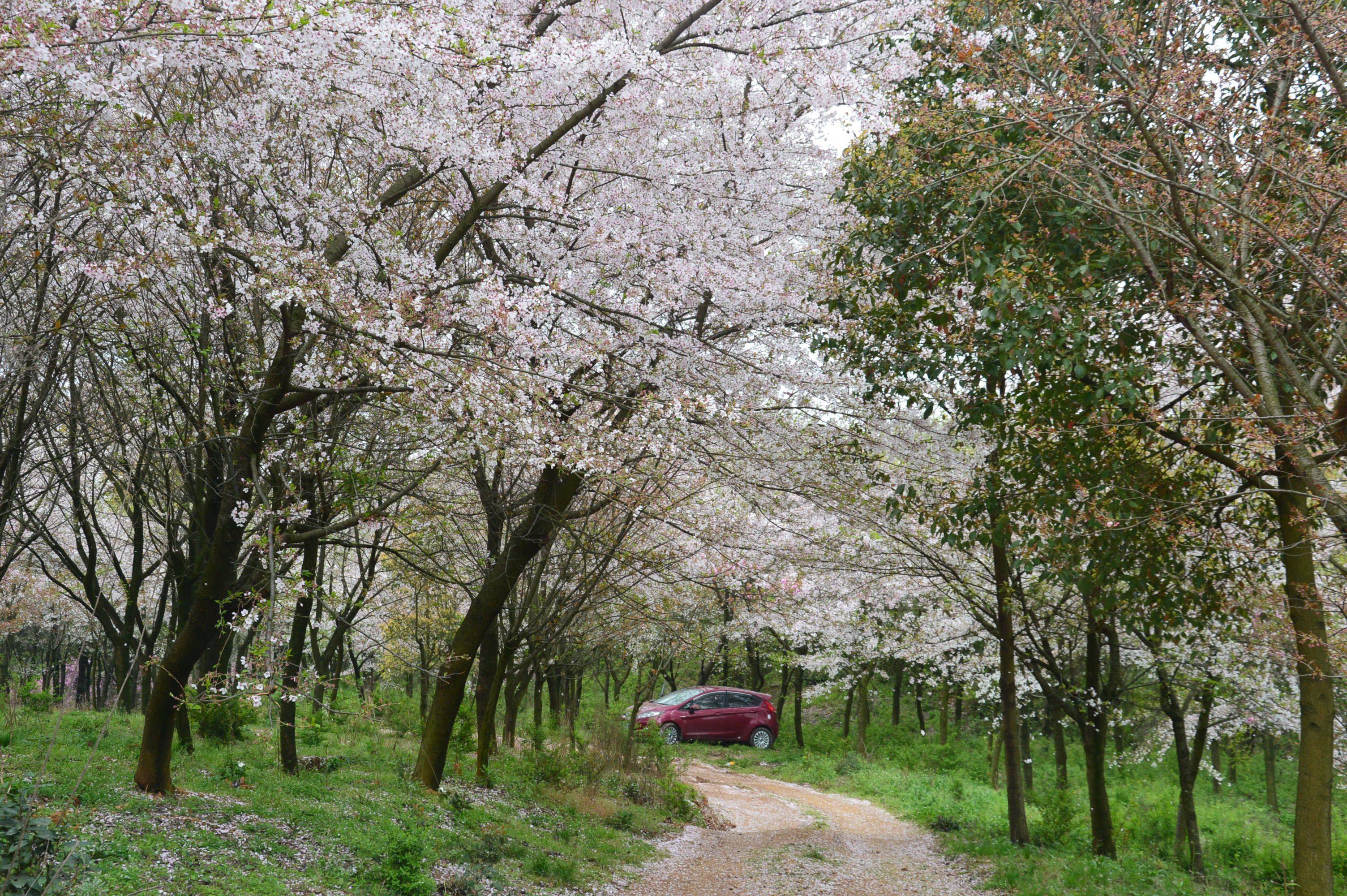 贵阳红枫湖樱花图片