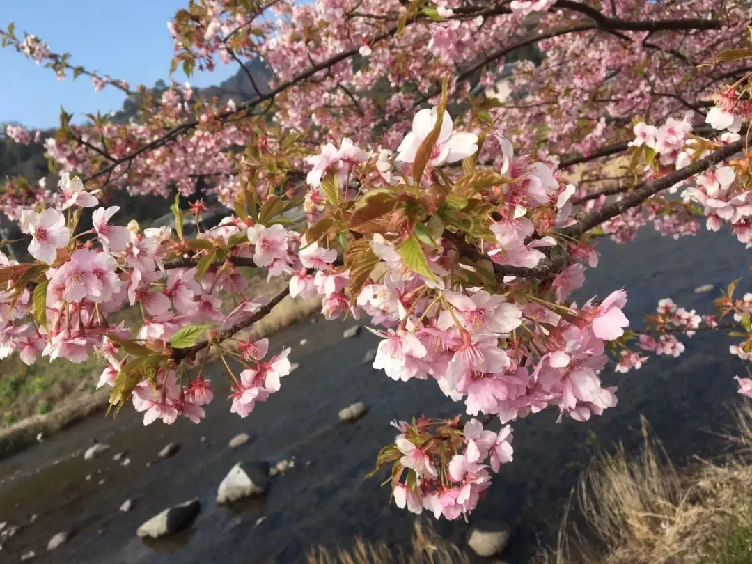 錯過河津櫻,就是錯過日本二月最美的風景_櫻花