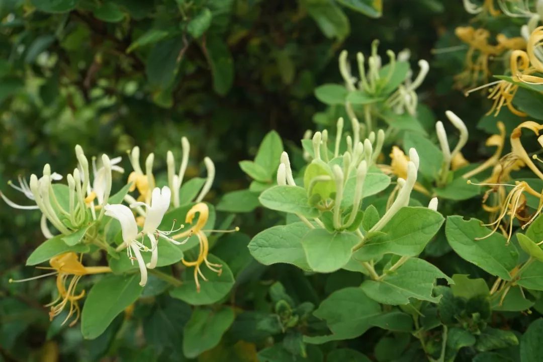 苦参黄芪黄芩木芙蓉叶麦冬马兜铃天仙子南沙参南沙参臭梧桐鸡屎藤桔梗