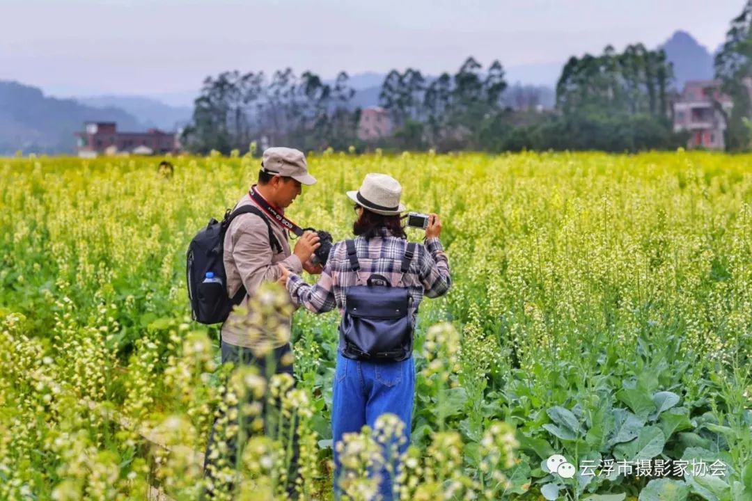 云浮摄影家协会举行七彩油菜花艺术田园旅游观光季拍摄活动