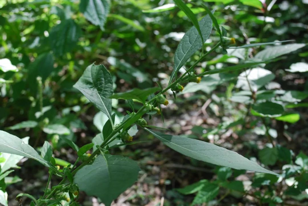 羅布麻牛膝羊角透骨草墨旱蓮當歸鹽膚木敗醬草藜蘆蛇床子紫菀老鸛草野