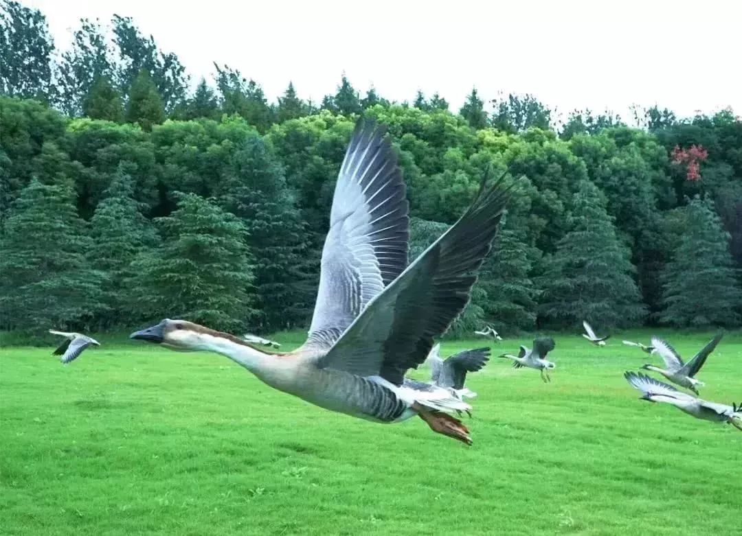 地址:崇明綠華鎮三華公路333號明珠湖公園地址:崇明東平鎮北沿公路