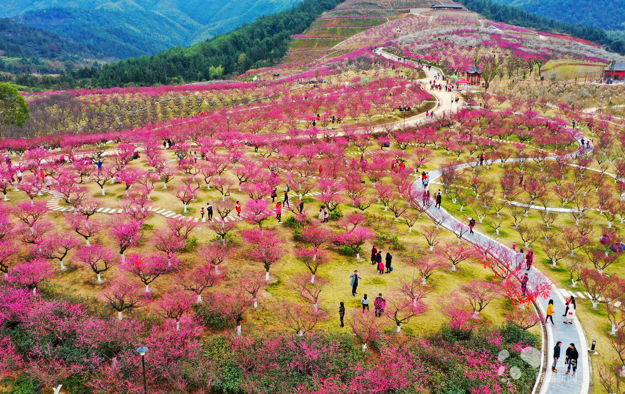 江西大余梅花大观园图片