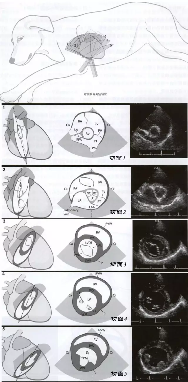 犬心臟超聲的檢查
