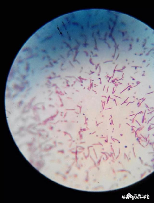 枯草芽孢杆菌菌落颜色图片