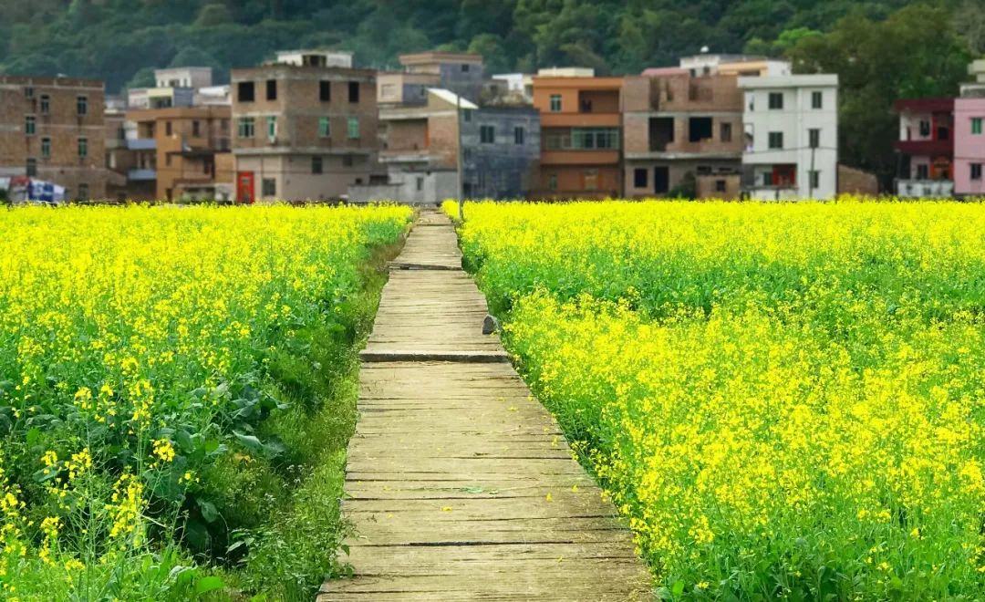 德庆油菜花景点在哪里图片