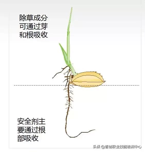 吸收除草剂,而被杀死;61水稻种子萌芽时,已具有根系,能吸收安全剂