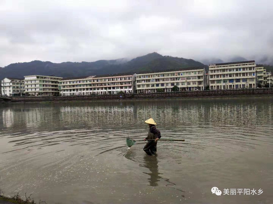 平陽山門鎮連綿陰雨天治理不鬆懈