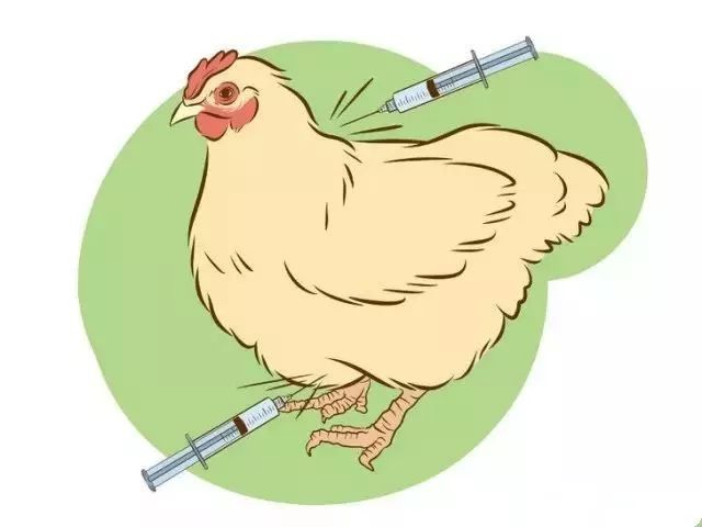 鸡的正确注射部位图解图片