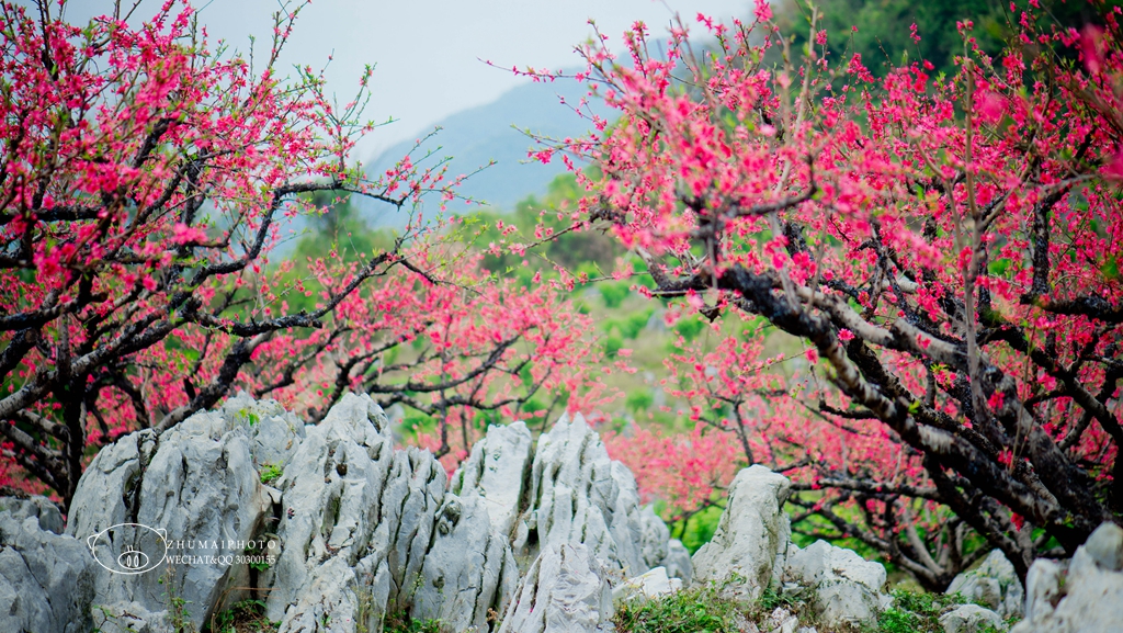 翁源桃花谷和桃花海的万亩桃花绚丽绽放,风起落英缤纷,暗香浮动,李洞