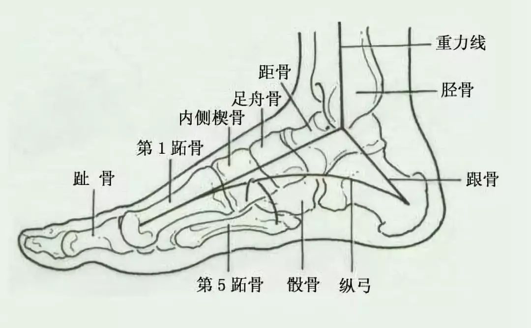 即可吸收地面对脚的冲击力量