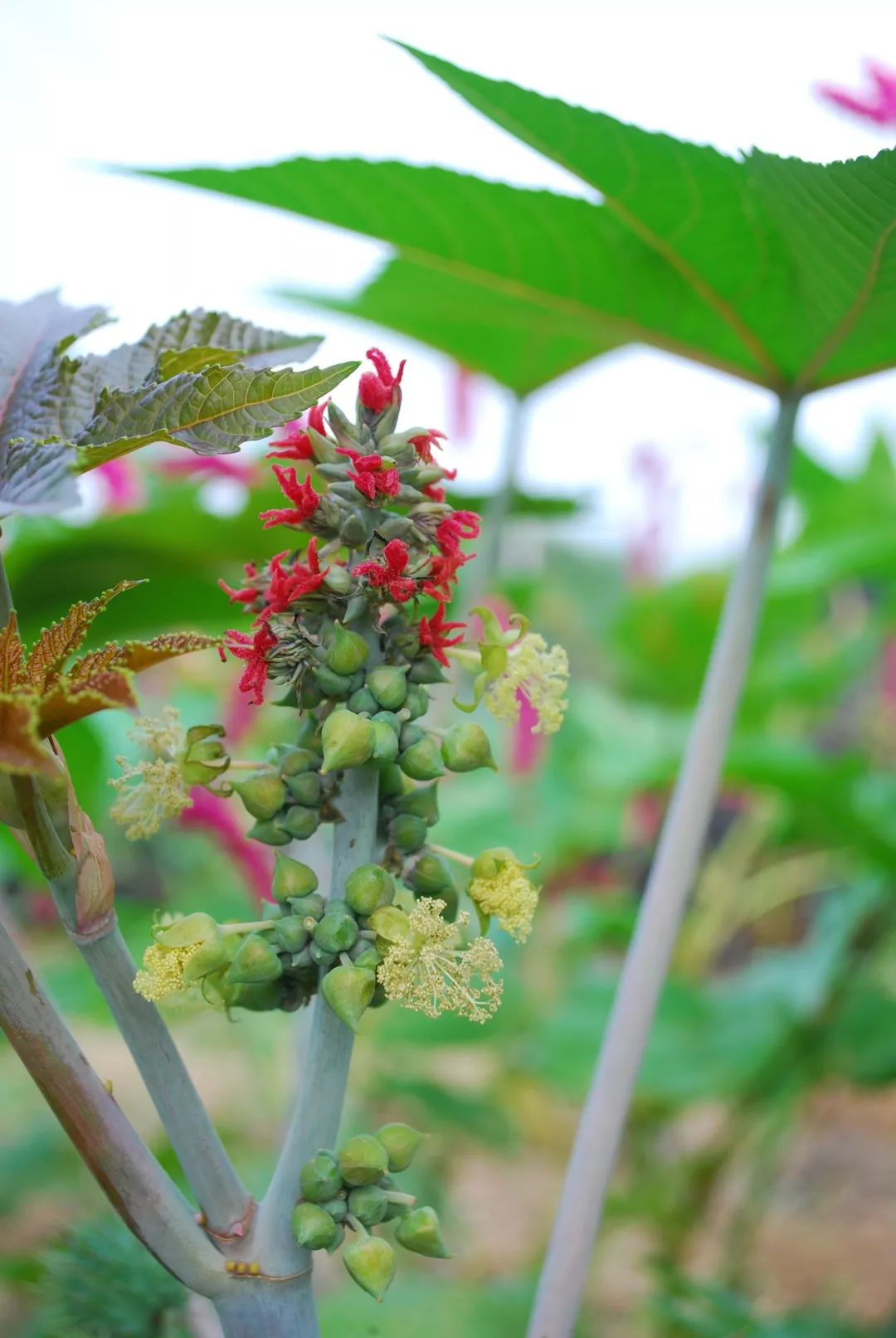 蓖麻子芫荽魚腥草夏枯草防風麻黃半夏半邊蓮太子參貓爪草石菖蒲石榴皮