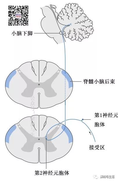 脊髓白质