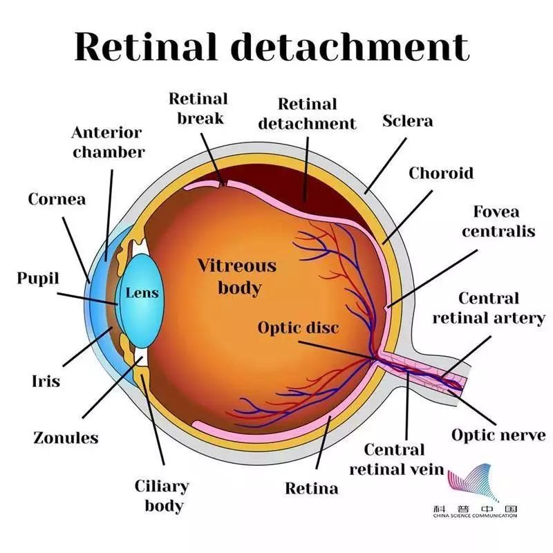 视网膜分区示意图图片