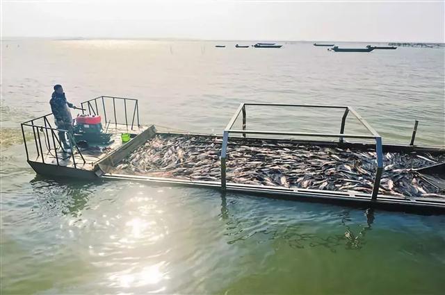 生鮮簡報 | 國務院力挺水產養殖業,號召大家多吃魚