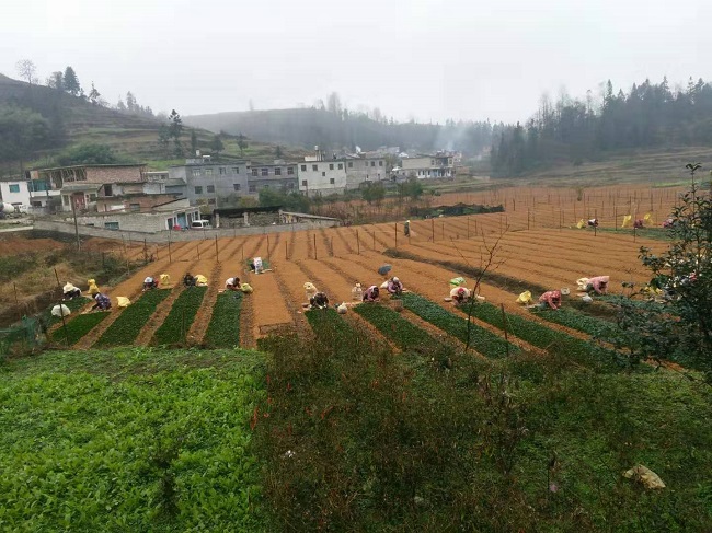 群眾在茶葉基地務工茶葉育苗基地成型樂治鎮坐落於納雍縣城東北面