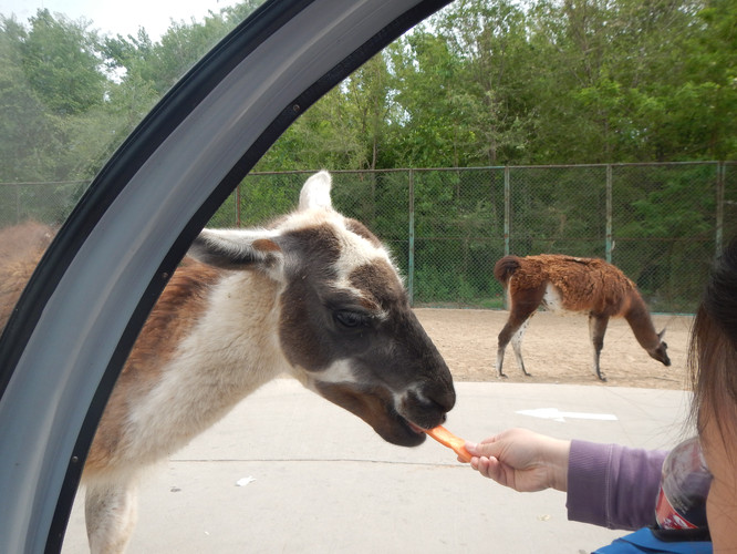 北京北旅租車帶您遊覽北京野生動物園