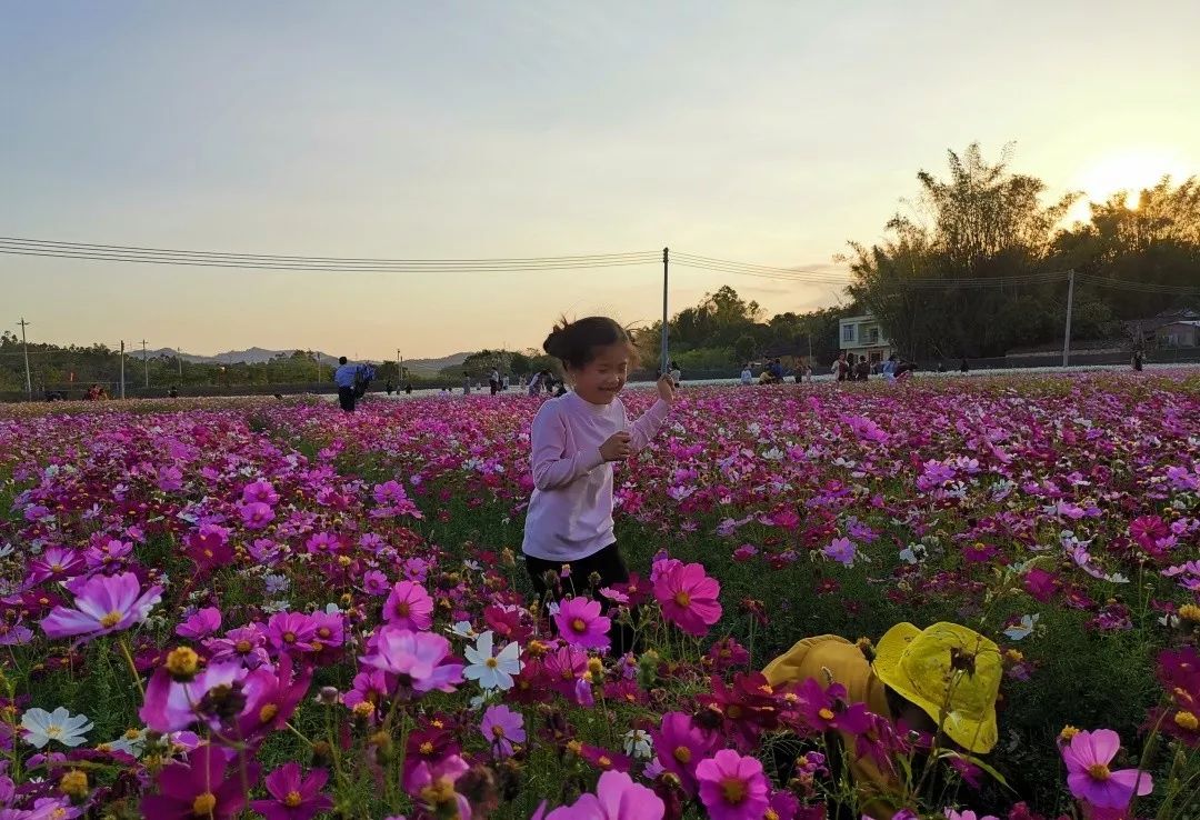 阳春市岗美花海图片