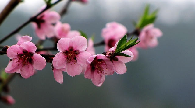 3月桃花運很好的三大生肖,愛神眷顧,喜接正緣