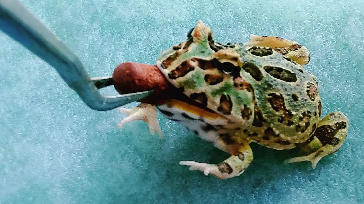 角蛙——容易饲养的最萌大胃王!