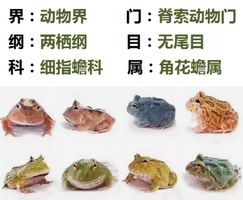 蛙品种大全图解名称图片